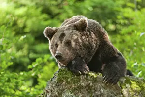 Brown bear (Ursus arctos) lying on a rock covered with moss