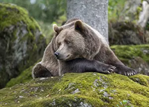 Brown bear (Ursus arctos) lying on a rock covered with moss