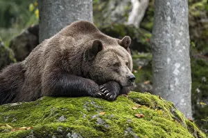 Brown bear (Ursus arctos) lying on a rock covered with moss
