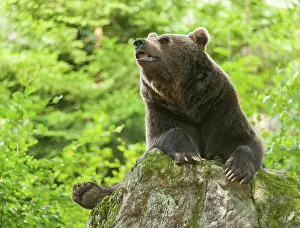 Brown bear (Ursus arctos) lying on a rock covered with moss