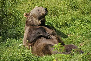 Brown bear (Ursus arctos) lying on his back sunbathing