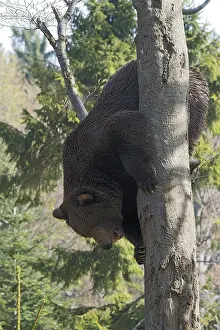 Brown bear (Ursus arctos), male climbing tree