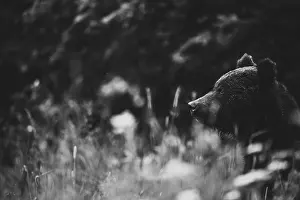 Brown bear (Ursus arctos), on the meadow
