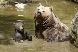 Brown bear (Ursus arctos), mother with cubs