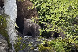 Brown bear (Ursus arctos), mother with cubs