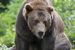 Brown bear (Ursus arctos) portrait