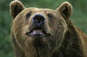 Brown Bear (ursus arctos), Portrait of Adult