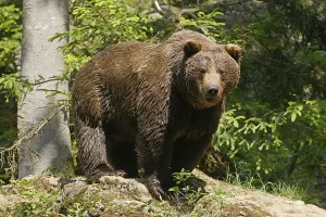 Brown bear (Ursus arctos) on a rock