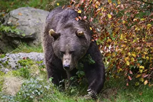 Brown bear (Ursus arctos) running across a meadow