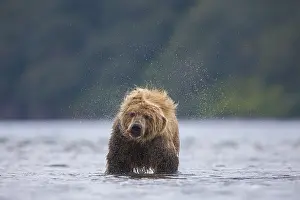 Brown bear (Ursus arctos), shaking