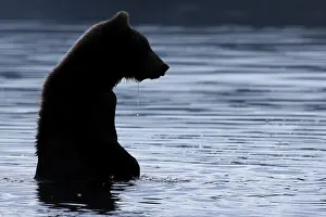 Brown bear (Ursus arctos), Silhouette