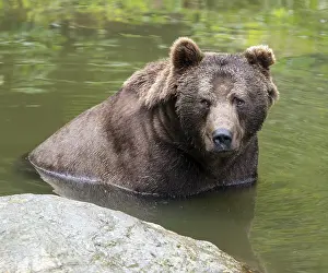 Brown bear (Ursus arctos) sits in the water and looks attentively