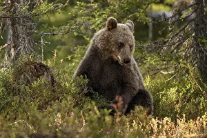 Brown bear (Ursus arctos) sitting peacefully in the forest in warm light