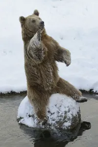 Brown Bear (Ursus arctos), sitting on a stone