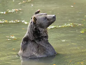 Brown bear (Ursus arctos) sitting in the water and looking attentively