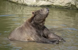 Brown bear (Ursus arctos) sitting in the water and playing with a large stone