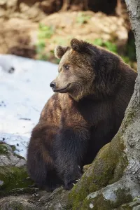Brown bear (Ursus arctos) in snow