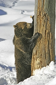 Brown bear (Ursus arctos) is standing in front of a dead trunk to wheat his claws