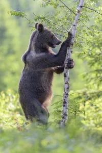 Brown bear (Ursus arctos), standing erect