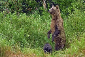 Brown bear (Ursus arctos) standing on hind legs in tall grass