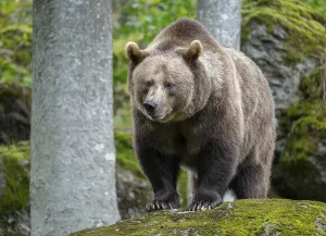 Brown bear (Ursus arctos) standing on a rock covered with moss