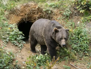 Brown bear (Ursus arctos) standing in front of its self-dug den