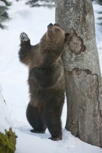 Brown Bear (Ursus arctos), standing at tree scratching its back