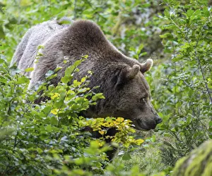 Brown bear (Ursus arctos) standing in the undergrowth