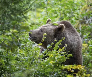 Brown bear (Ursus arctos) standing in the undergrowth