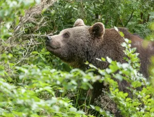 Brown bear (Ursus arctos) standing in the undergrowth