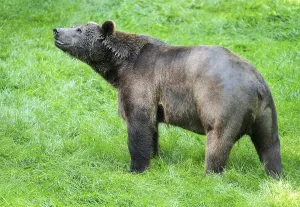 Brown bear (Ursus arctos) stands on a forest meadow and looks attentively, Germany, Europe