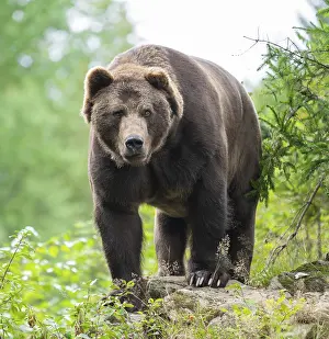 Brown bear (Ursus arctos) stands on a rock and looks attentively
