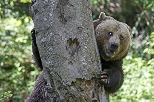 Brown bear (Ursus arctos), behind a tree