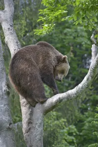 Brown Bear (Ursus arctos) in a tree