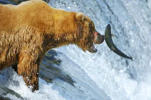 Brown bear [Ursus arctos) trying to catch a salmon on the waterfalls