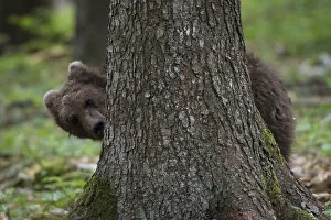 Brown bear (Ursus arctos), young animal in the forest