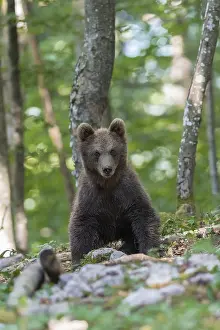 Brown bear (Ursus arctos), young animal in the forest