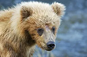 Brown bear [Ursus arctos), young animal Katmai National Park