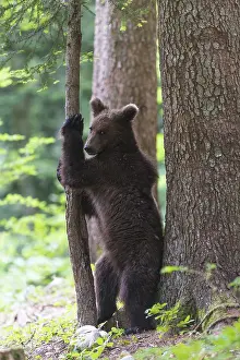 Brown bear (Ursus arctos), young animal stands between tree trunks in the forest