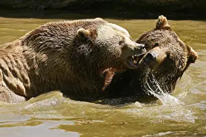 Two brown bears (Ursus arctos) bathing in a pond