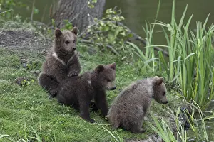 Brown bears (Ursus arctos) cubs on the shore of a lake