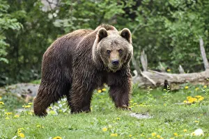 Framed Print : Brown bears, Ursus arctos, Europe, zoo, captive Framed Print : Brown bears, Ursus arctos, Europe, zoo, captive
