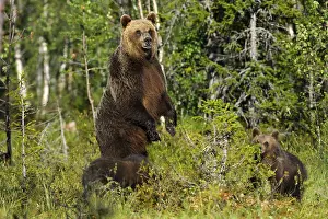 Brown bears (Ursus arctos), female with cubs