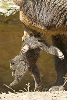 Brown bears (Ursus arctos), female and young