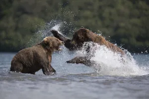 Brown bears (Ursus arctos), fighting
