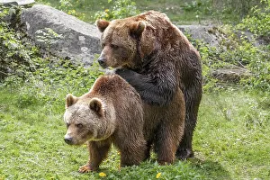 Brown bears (Ursus arctos), mating