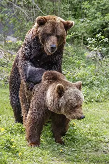 Framed Print : Brown bears (Ursus arctos), mating Framed Print : Brown bears (Ursus arctos), mating