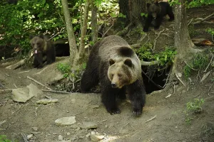 Brown Bears (Ursus arctos), mother with her cubs
