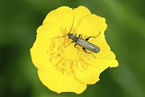 Brown beetle on the yellow flower with blurred background