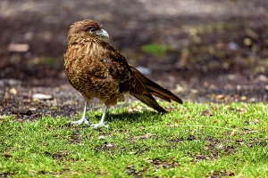 A brown bird of prey stands on green grass in a natural environment